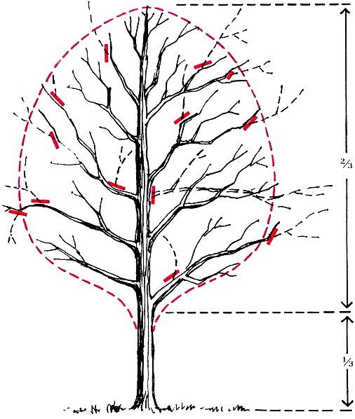 Tree Pruning and Shaping Tree Removal Waynesville diagram tree M & S Tree