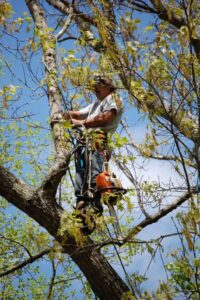 Gallery Tree Removal Waynesville tree service 63 M & S Tree